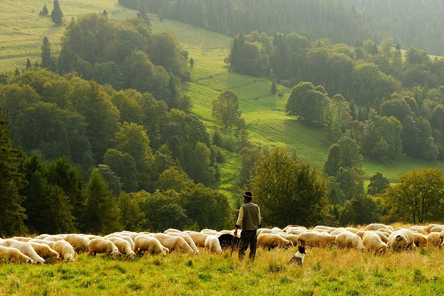 Shepherd with dog herding sheep on green mountain hillside