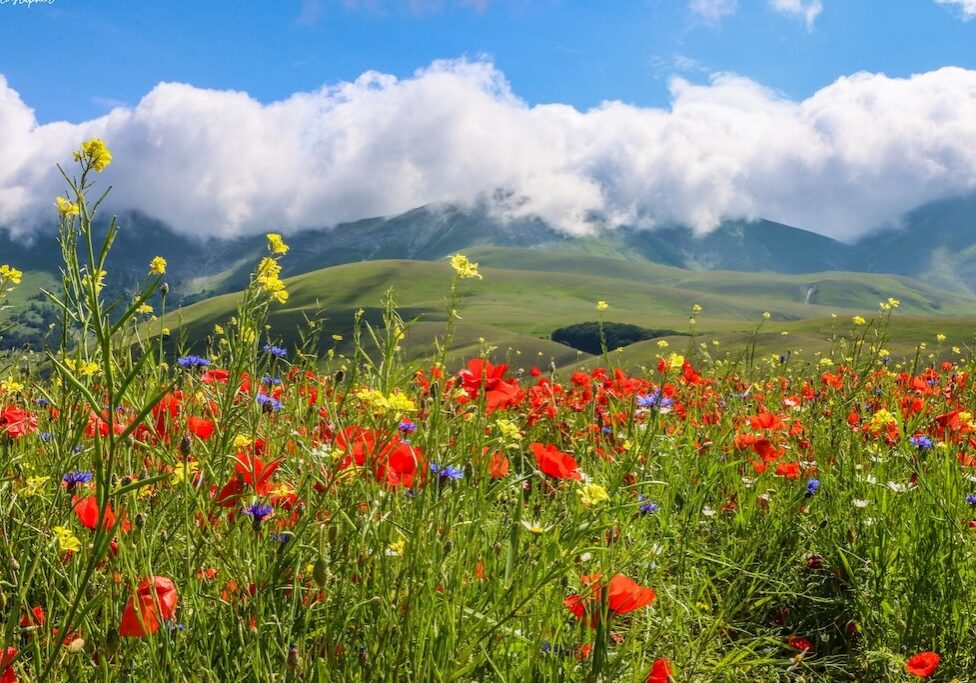 Wild Flowers