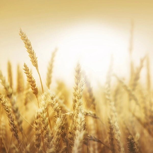 wheat ears 600